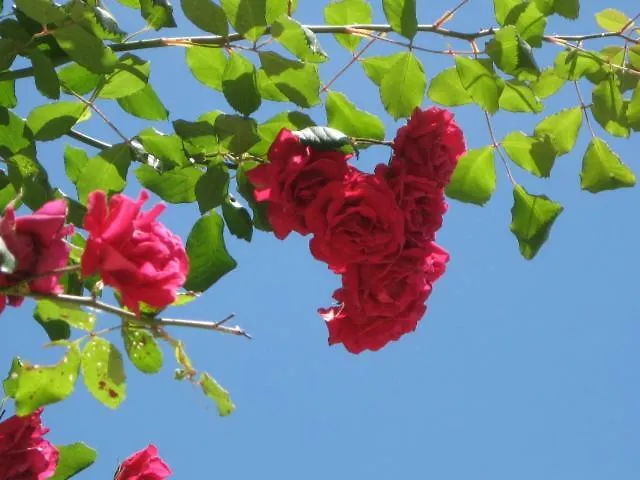 Casolare Toscano Kır Evi Lorenzana